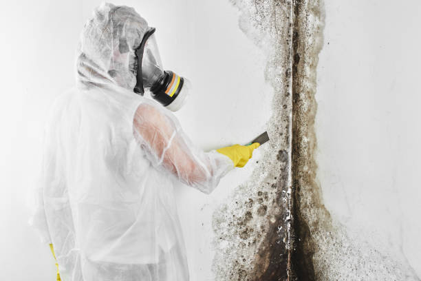 Best Mold Removal Specialists  in Sanborn, IA