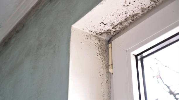 Best Mold Removal Process  in Sanborn, IA