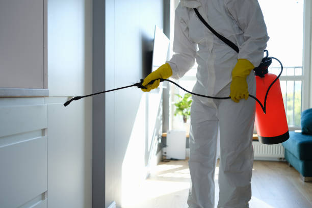 Best Black Mold Removal  in Sanborn, IA