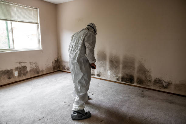 Best Mold Damage Repair  in Sanborn, IA