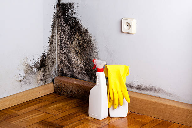 Best Emergency Mold Removal  in Sanborn, IA