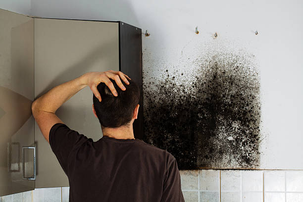 Best Residential Mold Removal  in Sanborn, IA