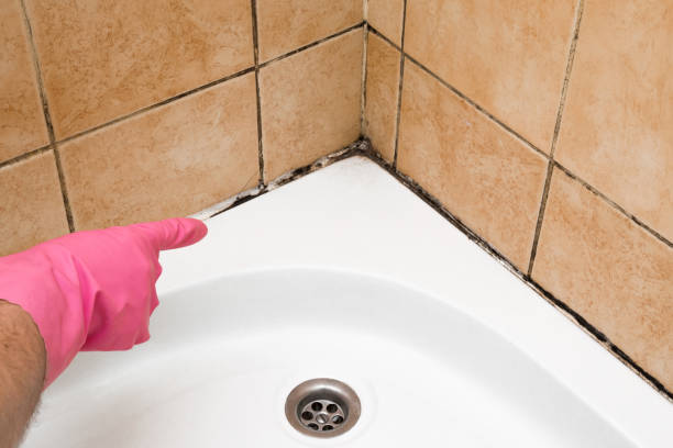 Best Mold Removal Company Near Me  in Sanborn, IA